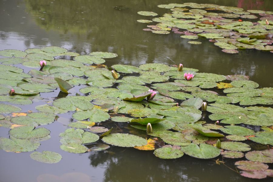 The secrets of water lilies…